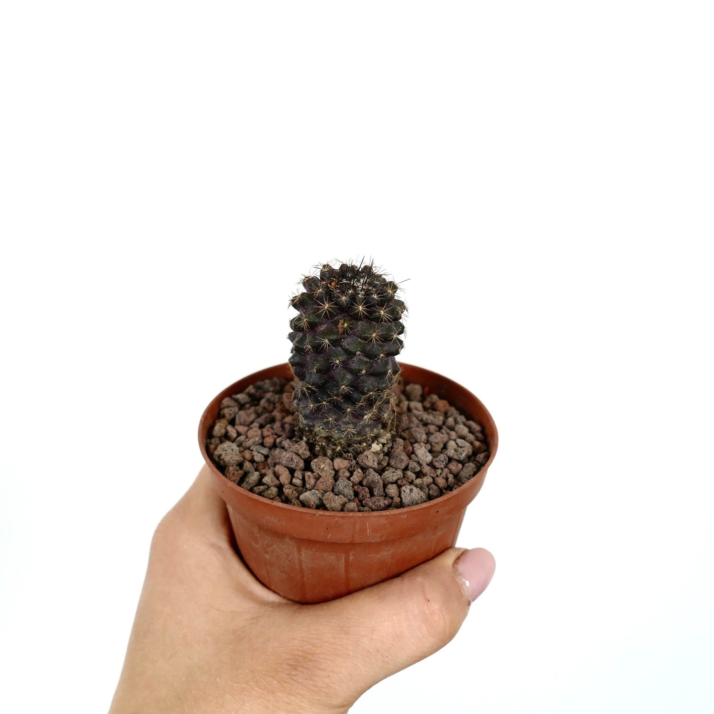 Copiapoa tenuissima piccolo cactus viola scuro con spine appuntite in vaso di terracotta