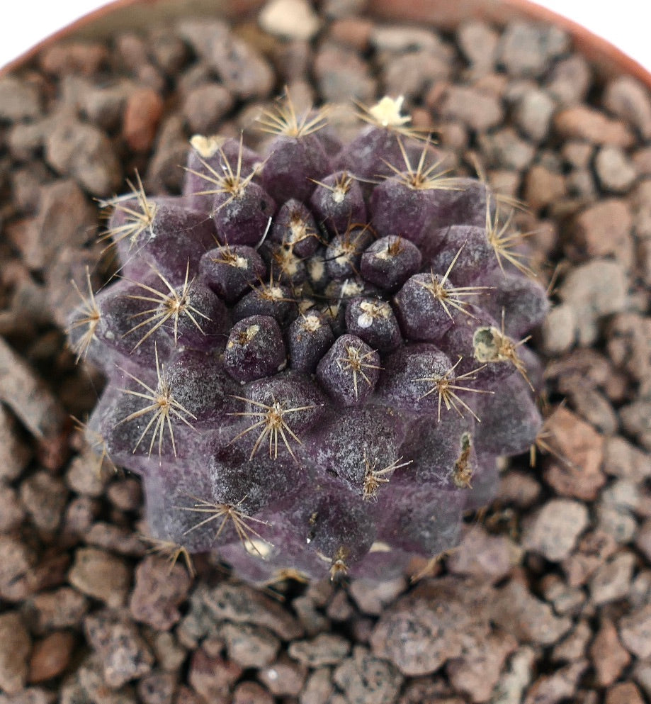 Copiapoa tenuissima x goldii seltener lila Sukkulenten-Kaktus mit kleinen Stacheln und strukturierter Oberfläche