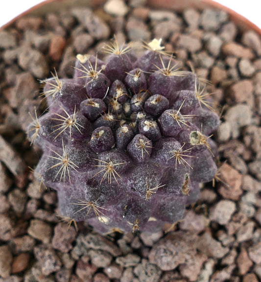 Copiapoa tenuissima x goldii seltener lila Sukkulenten-Kaktus mit kleinen Stacheln und strukturierter Oberfläche