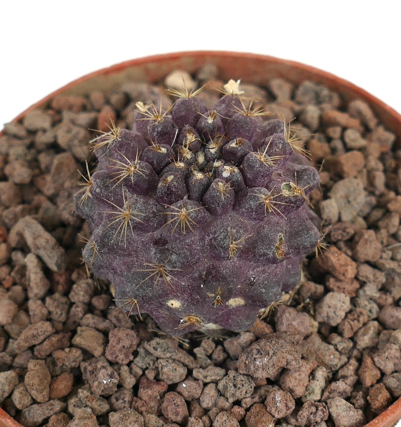 Copiapoa tenuissima x goldii seltener lila Sukkulenten-Kaktus mit kleinen goldenen Stacheln im Topf