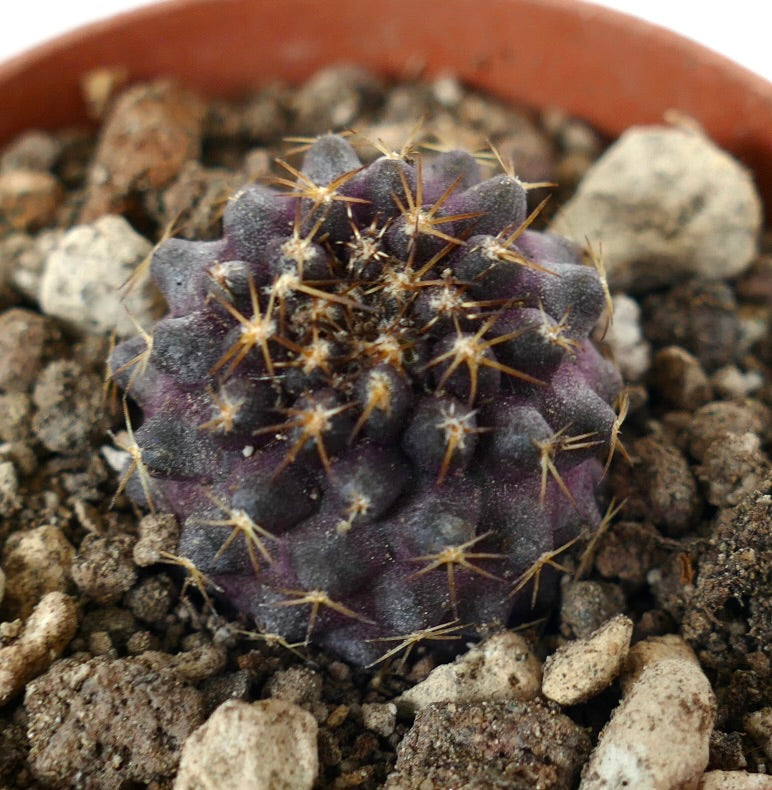 Copiapoa tenuissima x goldii small purple cactus with golden spines in rocky soil