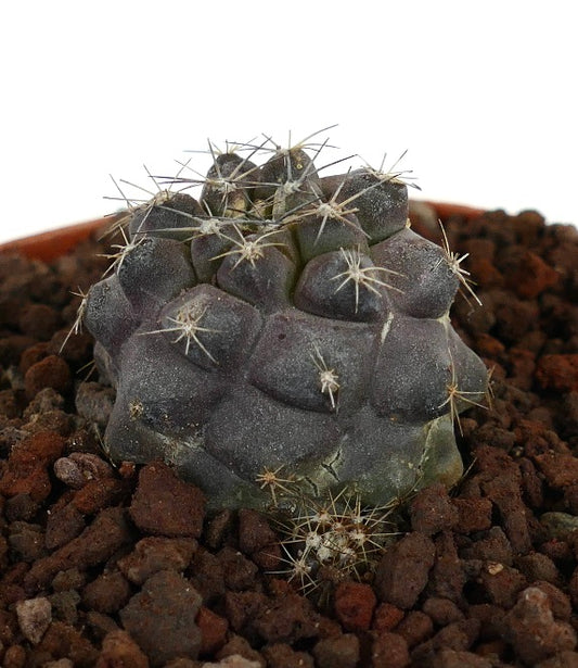 โคปิอาโพอา เทนูอิสซิมมา x ฮิวมิลิส เกรย์ กระบองเพชรเนื้ออวบน้ำนิ้วมือหายากมีลำตัวสีเข้มและหนามมีลักษณะผิวสัมผัส