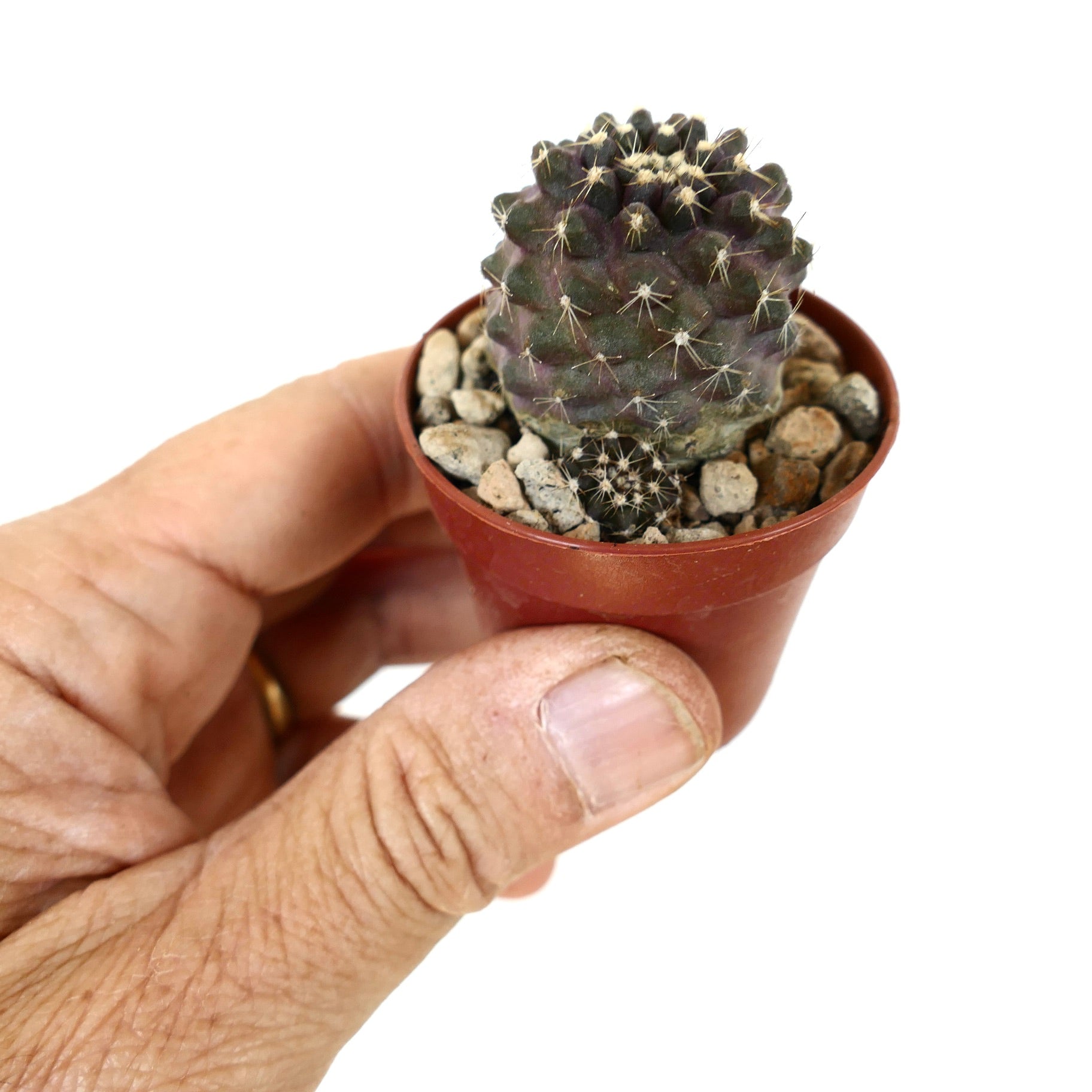 Copiapoa tenuissima x lauii small dark purple succulent cactus with white spines in pot
