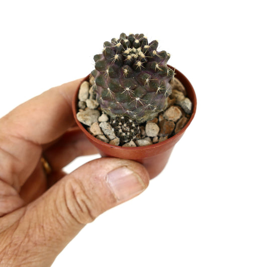 Copiapoa tenuissima x lauii small purple succulent cactus with white spines in pot
