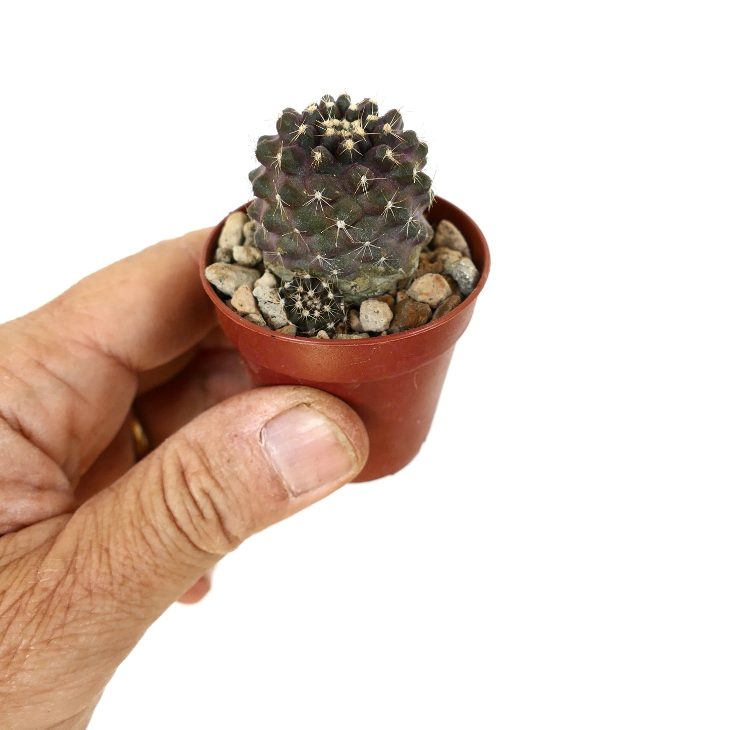 Copiapoa tenuissima x lauii small dark purple succulent cactus with white spines in pot