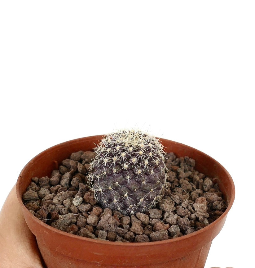 Kleiner dunkellila Kaktus Copiapoa tenuissima x lauii mit weißen Dornen im Terrakottatopf