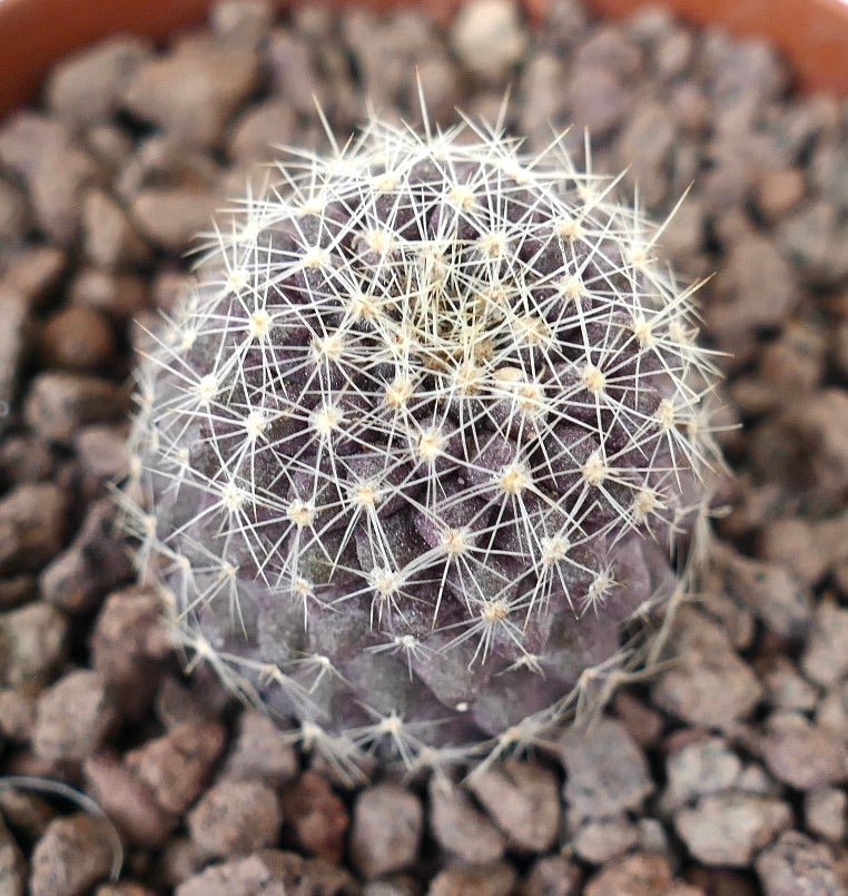 Kleine runde Copiapoa tenuissima x lauii Kaktee mit dichten weißen Stacheln und violettem Körper