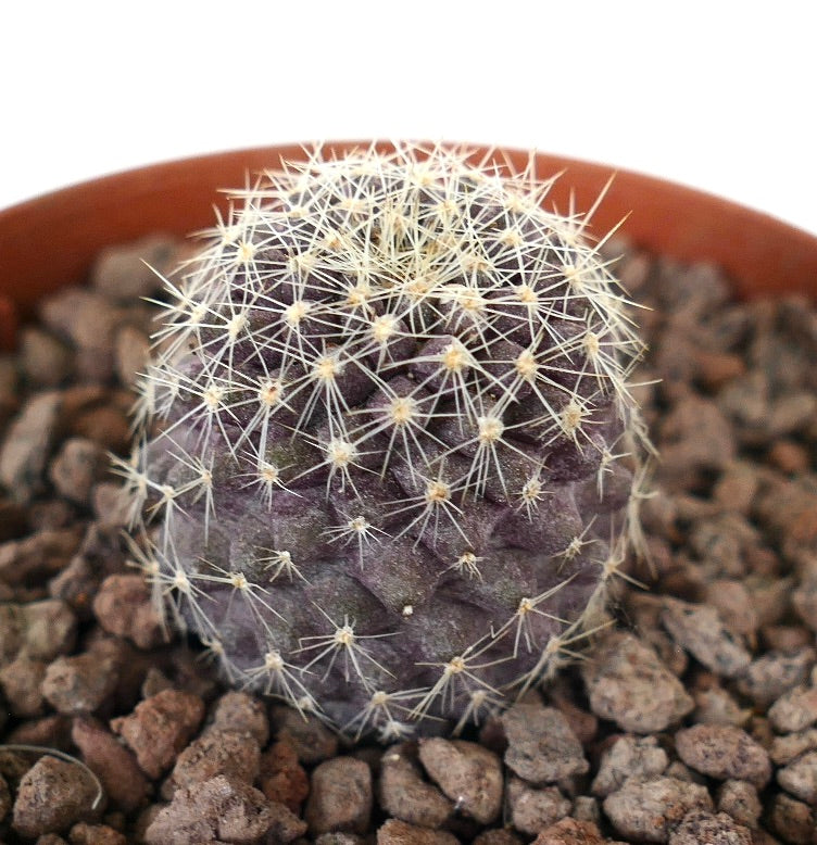 Copiapoa tenuissima x lauii seltener violetter Sukkulenten-Kaktus mit feinen weißen Dornen im Topf