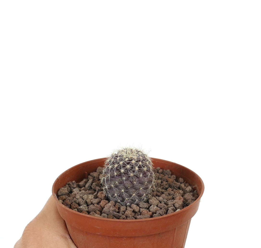 Kleiner seltener Kaktus Copiapoa tenuissima x lauii mit dichten weißen Stacheln im Terrakottatopf