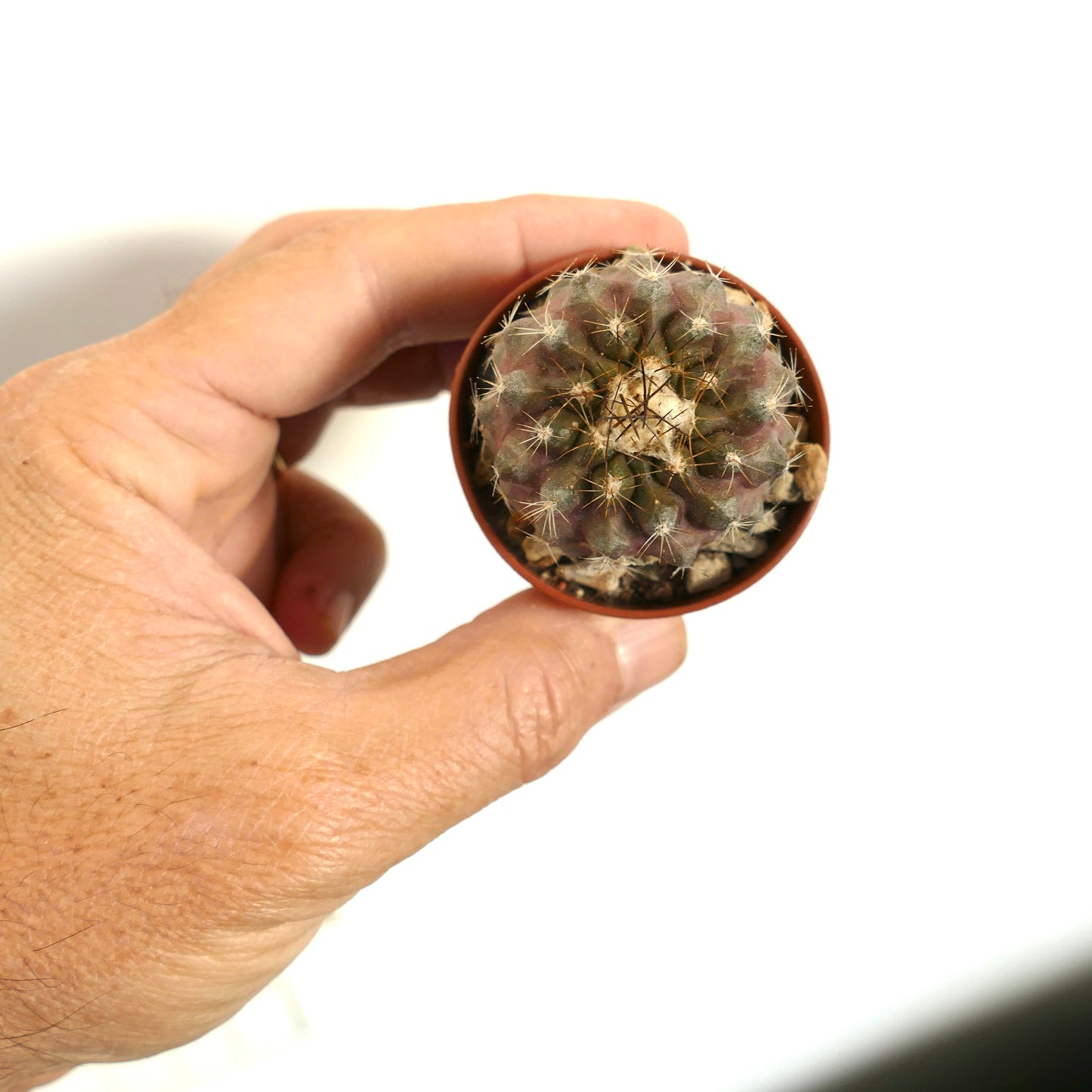 Copiapoa tenuissima x seprentisulcata small round cactus with dense spines and purple-green hues