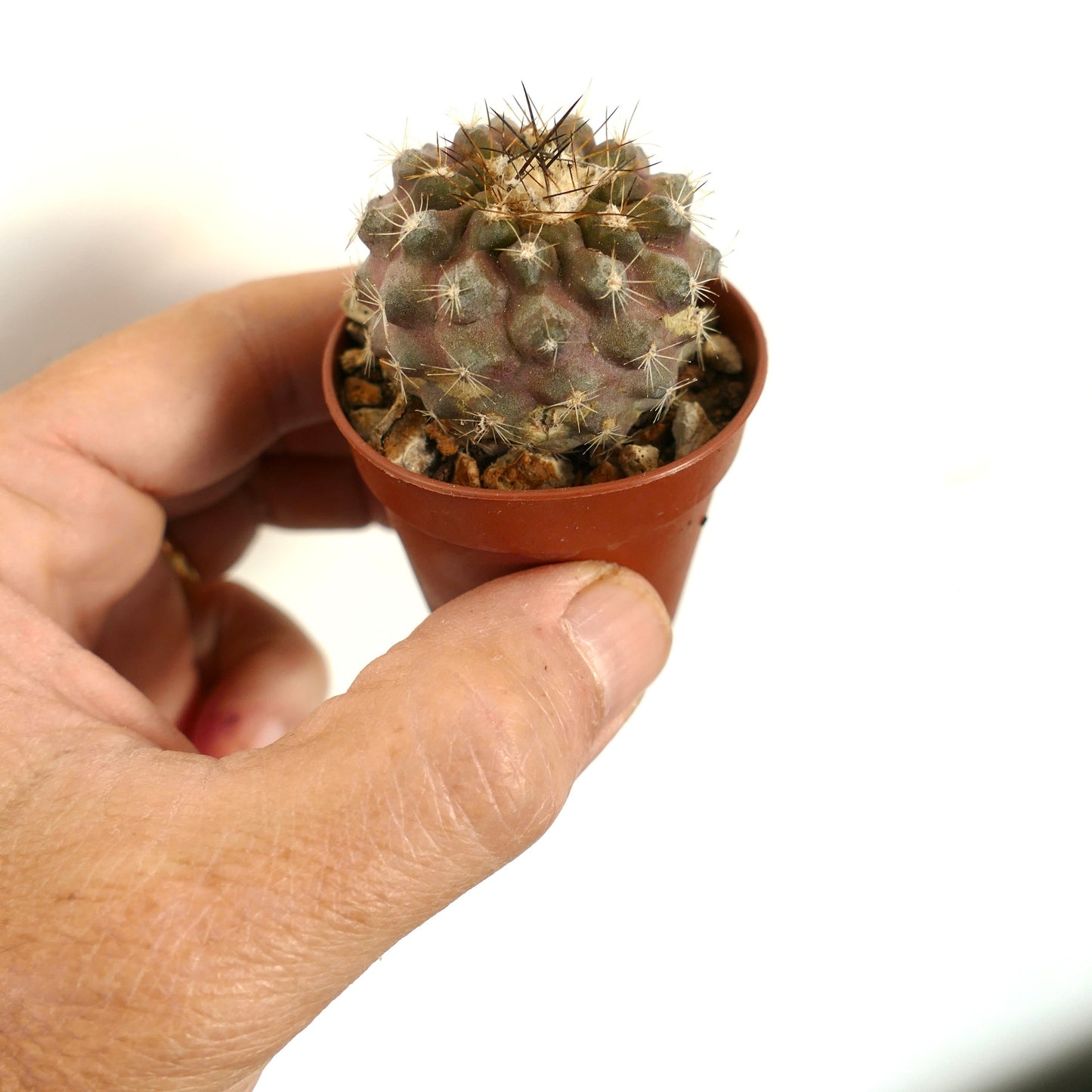 Copiapoa tenuissima x seprentisulcata small rare succulent cactus with spines in brown pot