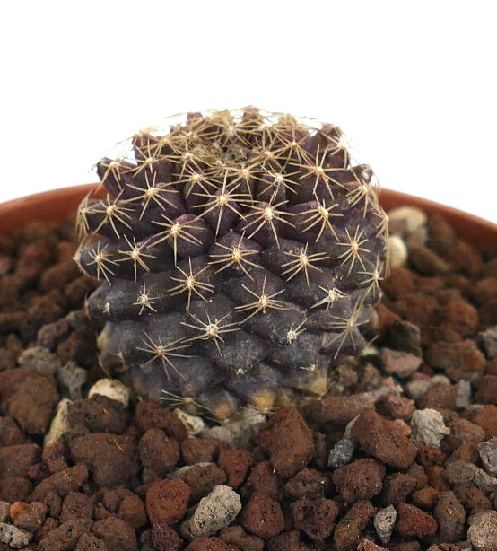 Copiapoa tenuissima x serpentisulcata cactus viola scuro con spine gialle in terreno roccioso