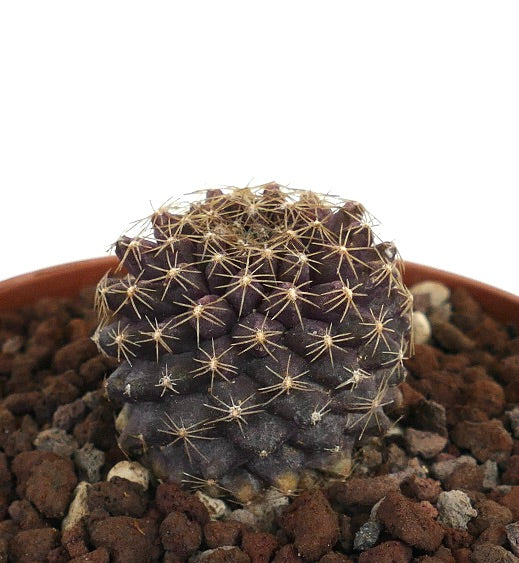 Copiapoa tenuissima x serpentisulcata raro cactus viola scuro con spine gialle sottili, esemplare succulento