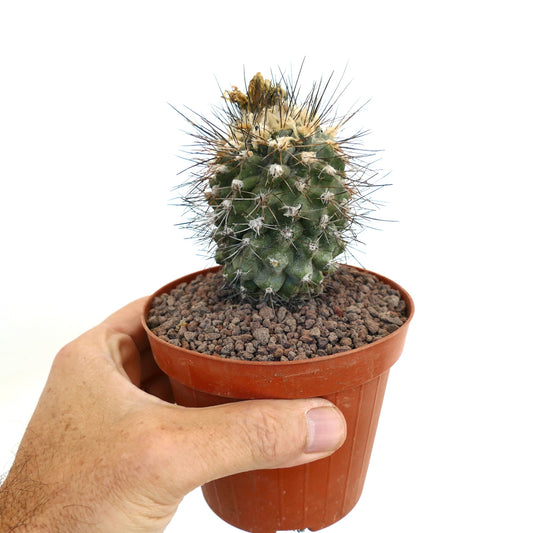 Copiapoa tocopillana BT3