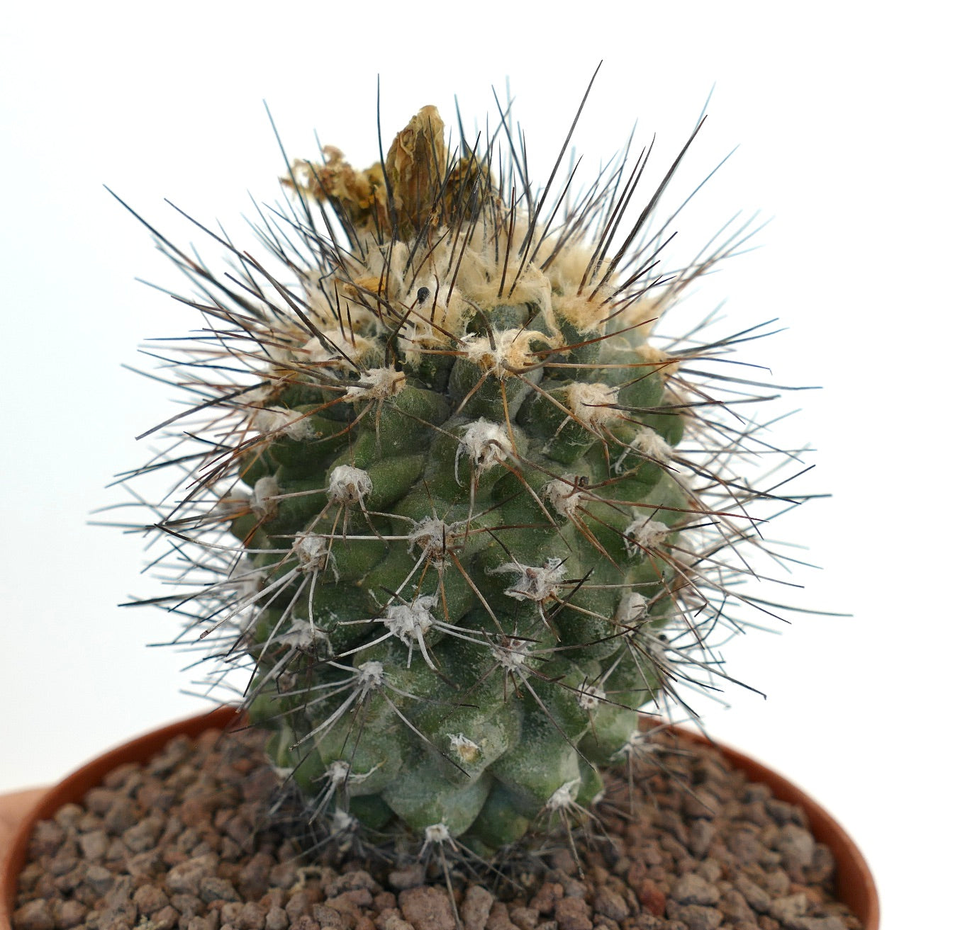 Copiapoa tocopillana BT3