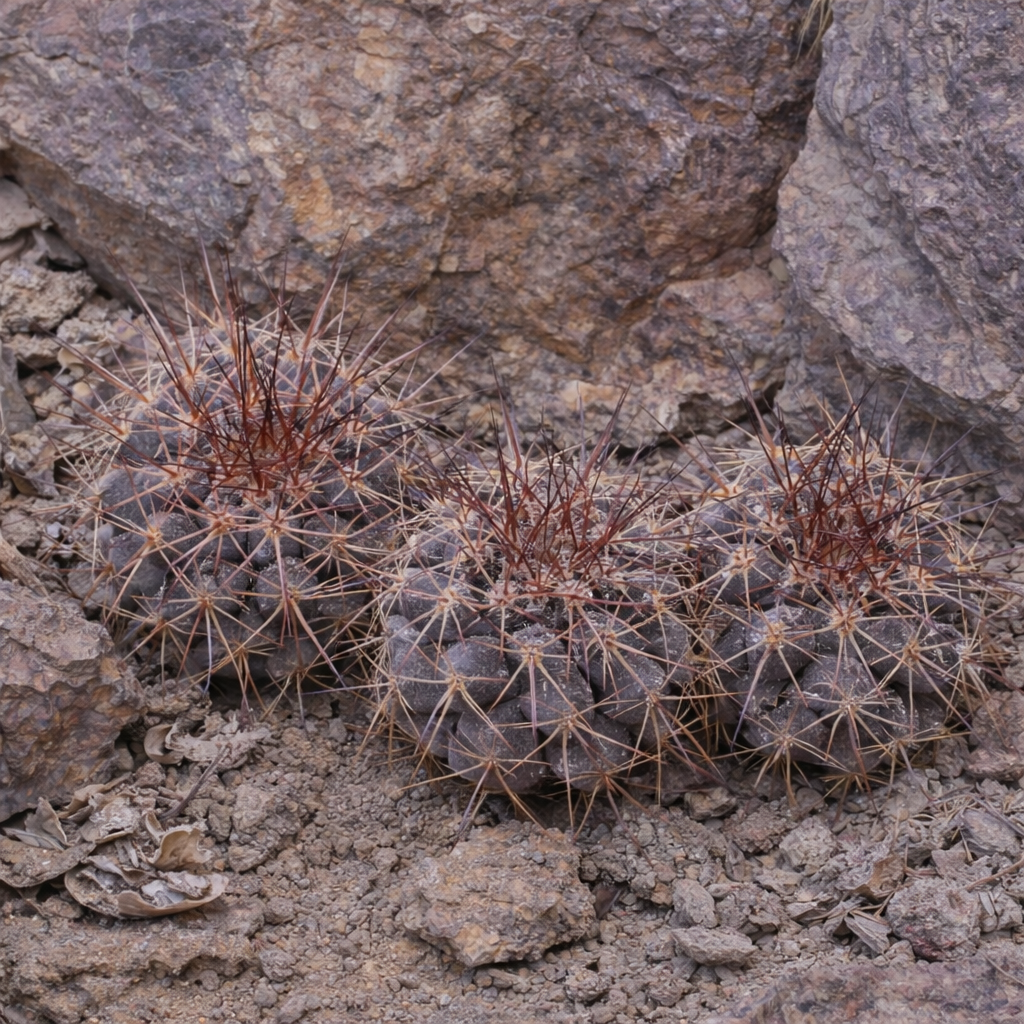 Copiapoa tocopillana rare succulent cactus with dense reddish spines on rocky soil