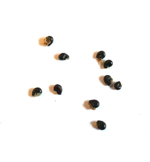 Copiapoa tocopillana cactus seeds small black succulent seed pods