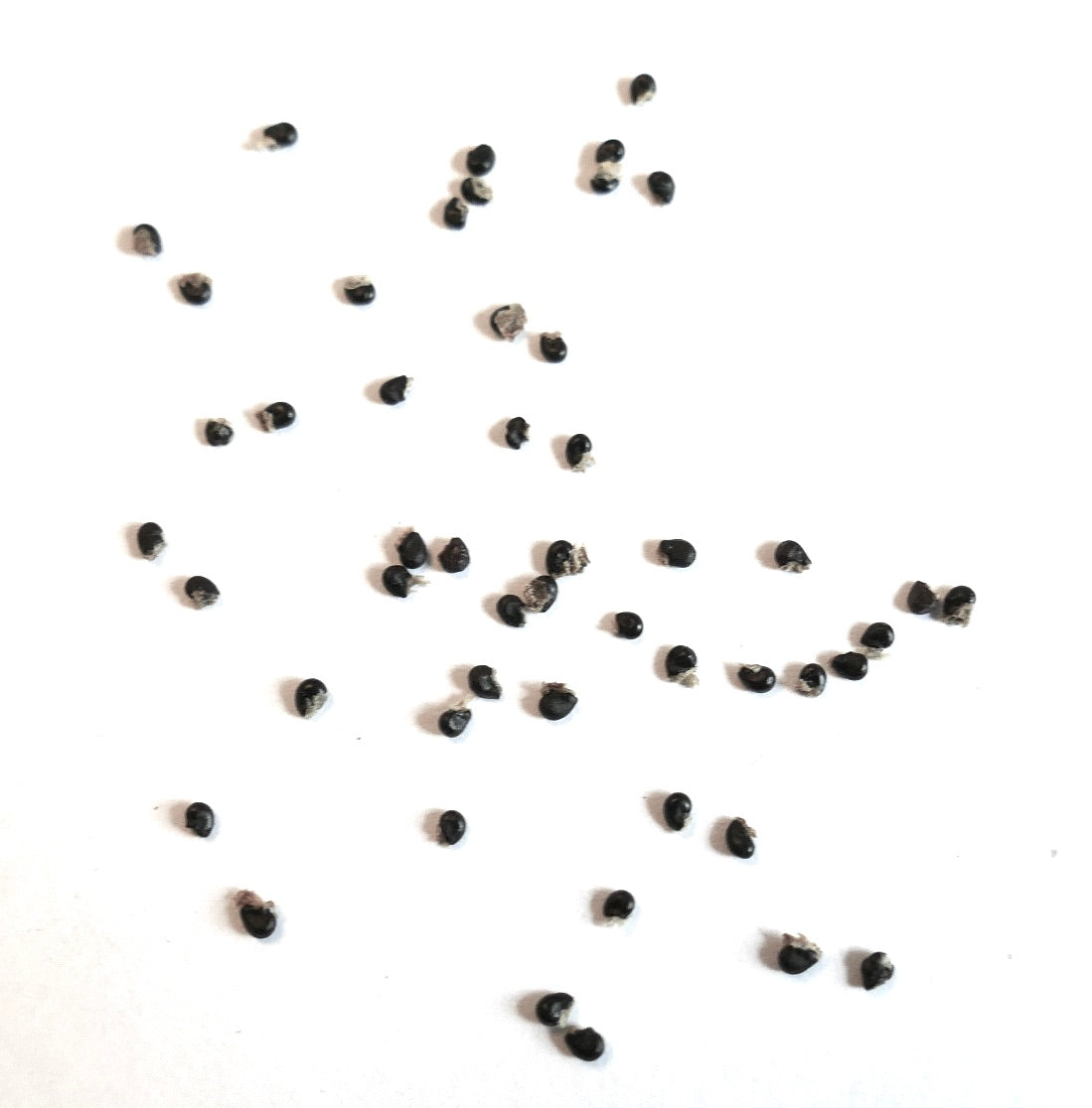 Copiapoa tocopillana cactus seeds small black succulent propagation material