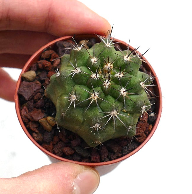 Copiapoa vallenarensis X Copiapoa cinerea