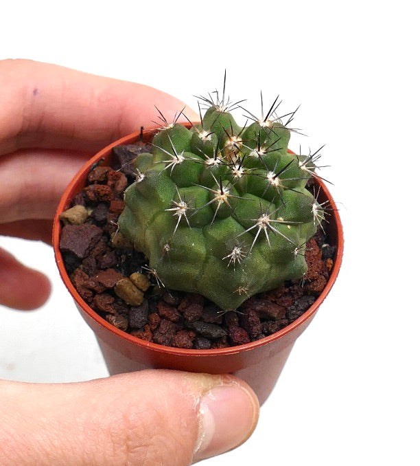 Copiapoa vallenarensis X Copiapoa cinerea