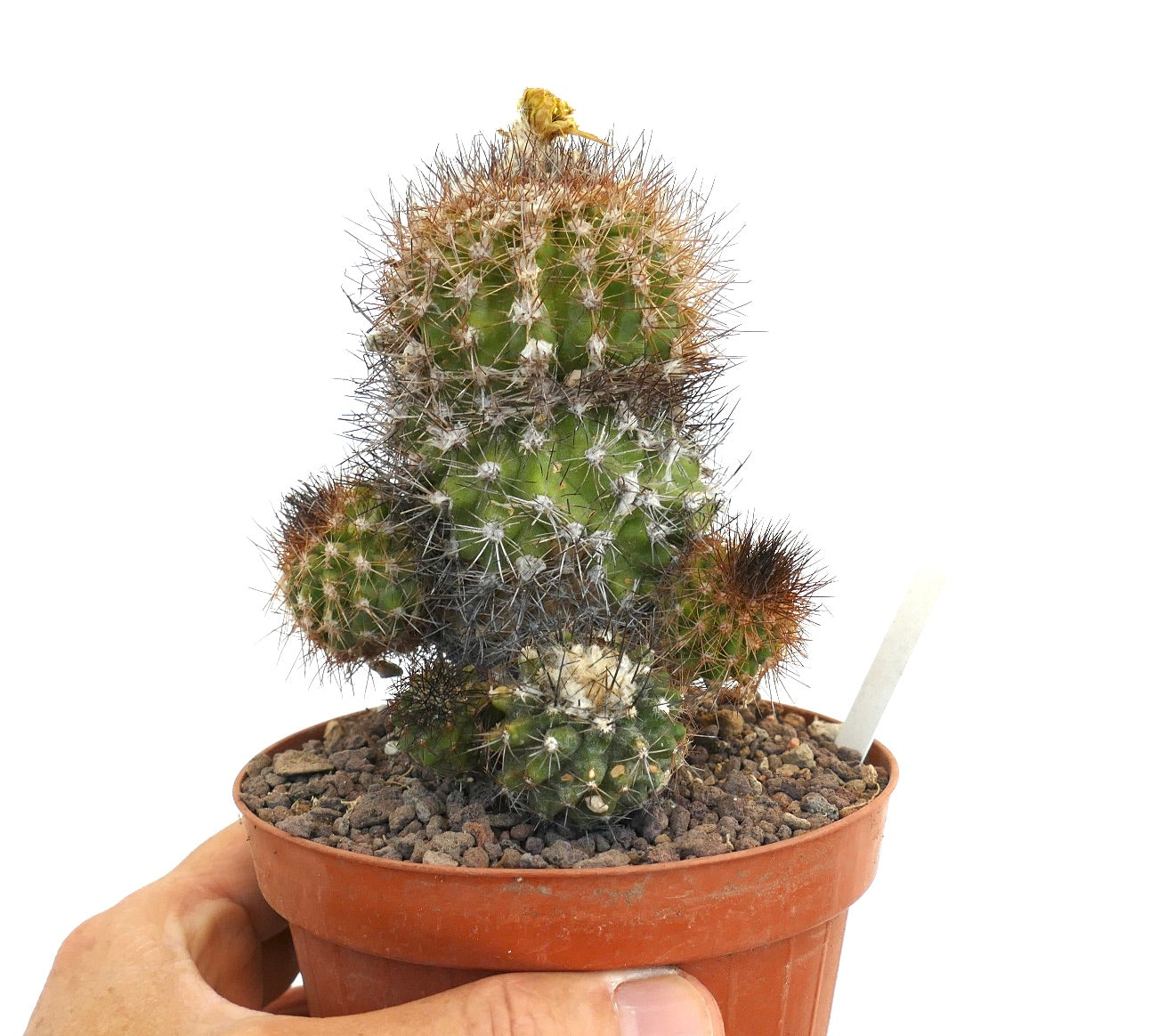 Copiapoa varispinata WV20