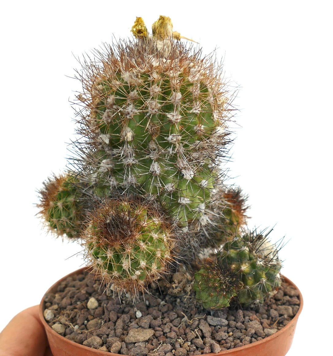 Copiapoa varispinata WV20