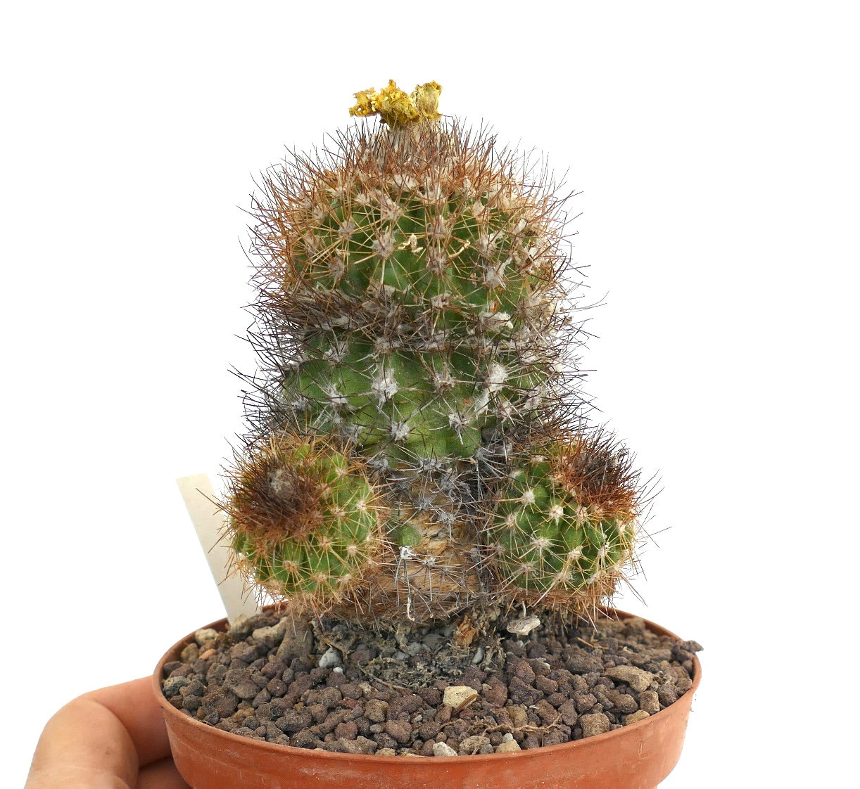 Copiapoa varispinata WV20