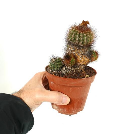 Copiapoa varispinata