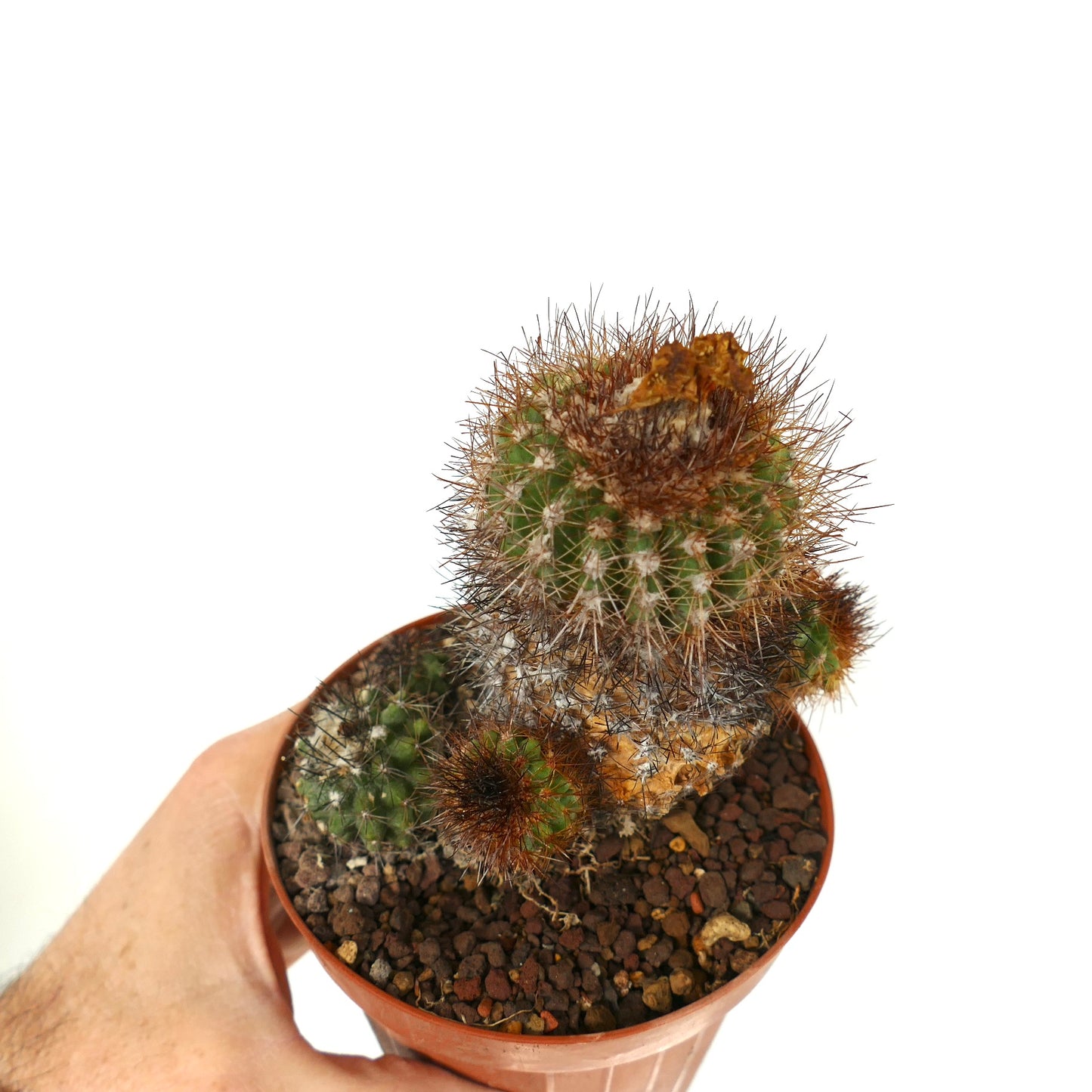 Copiapoa varispinata