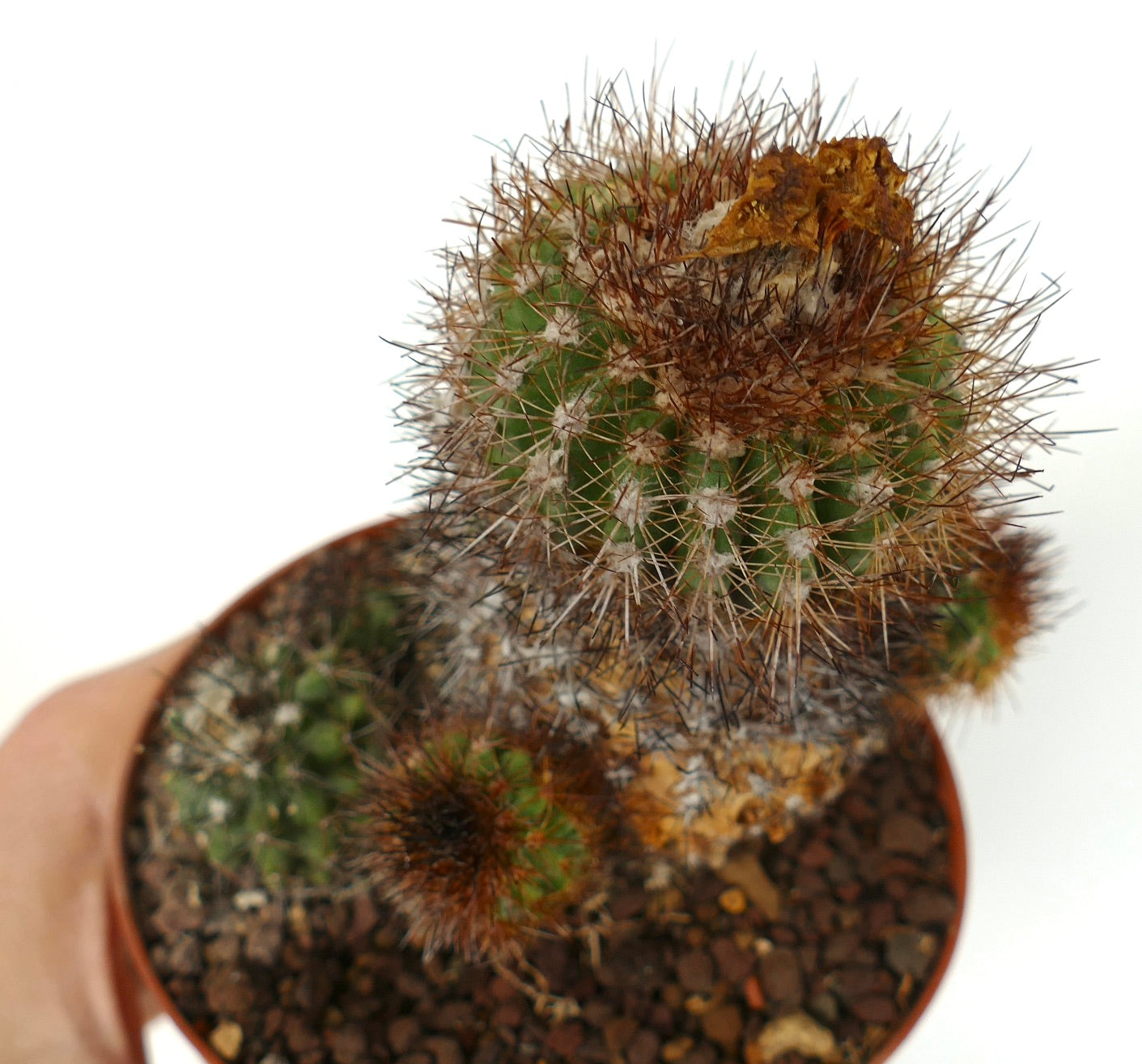 Copiapoa varispinata