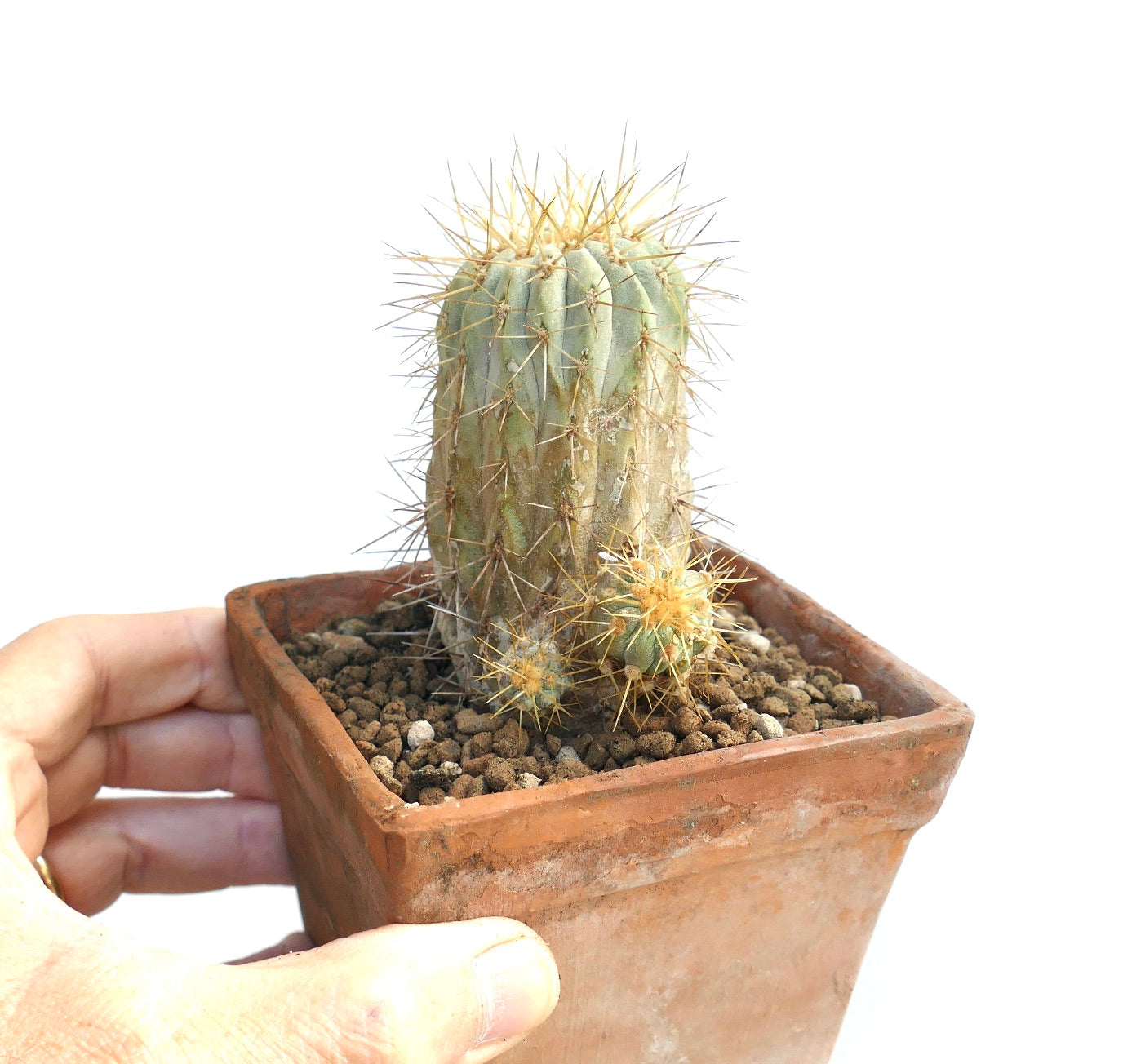 Copioapoa haseltoniana de raíces propias, pequeño cactus raro con espinas doradas afiladas en maceta de terracota