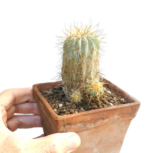 Copioapoa haseltoniana racines propres rare petit cactus avec épines dorées pointues en pot en terre cuite
