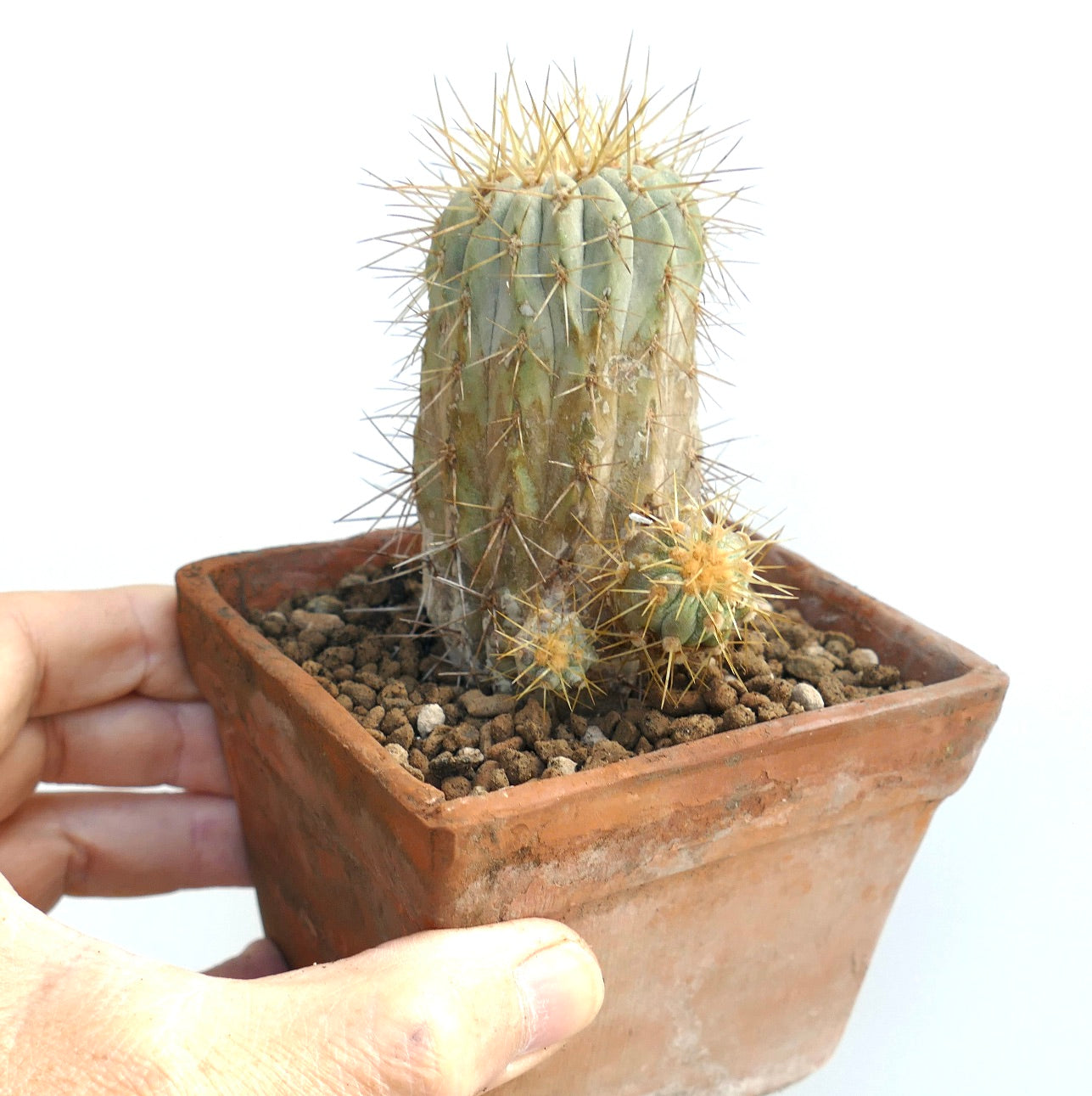 Copioapoa haseltoniana, cactus suculento raro con espinas doradas en maceta de terracota
