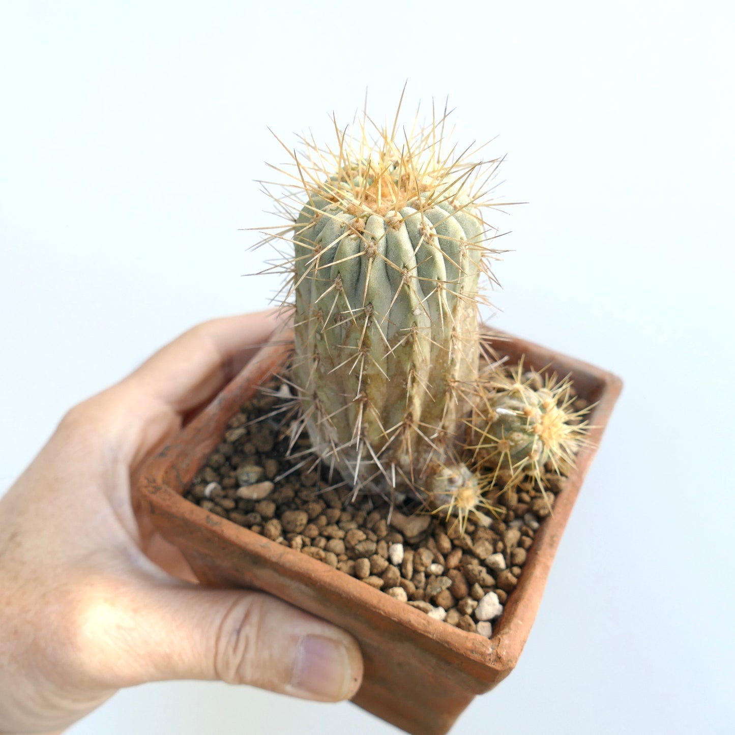 Copioapoa haseltoniana con raíces propias, raro cactus pequeño con espinas amarillas en maceta de terracota