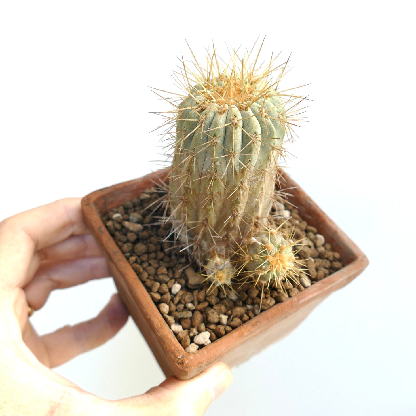 Suculenta rara Copioapoa haseltoniana con espinas doradas en maceta de terracota