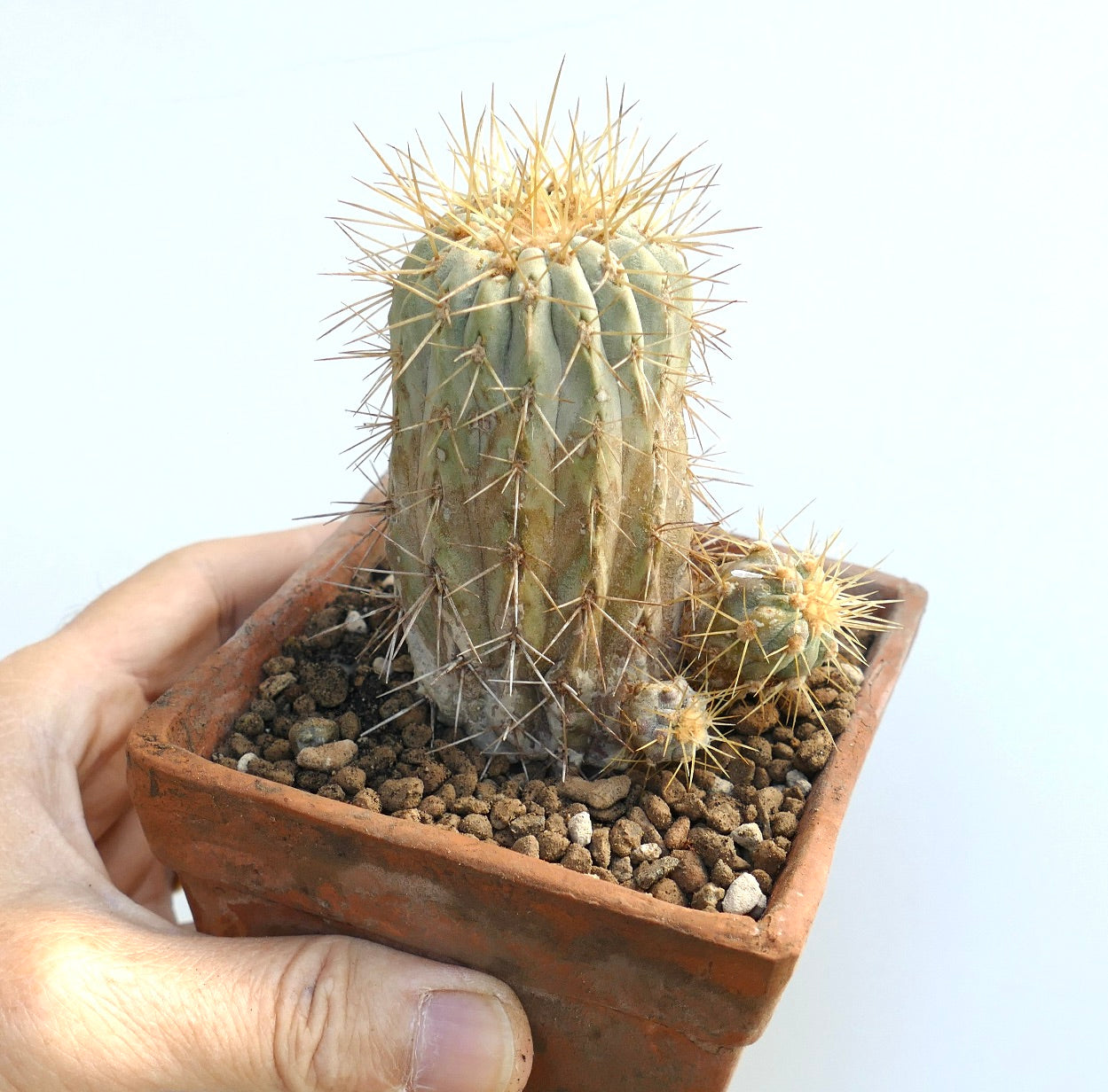 Copioapoa haseltoniana con raíces propias, raro cactus pequeño con espinas doradas en maceta de terracota