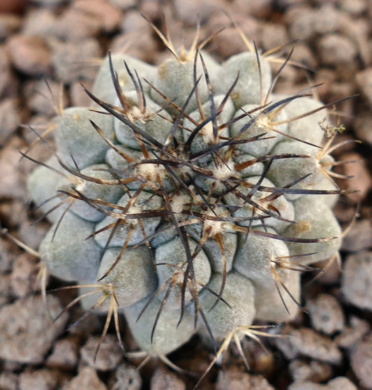 Copiapoa cinerea succulent cactus with dense dark spines and grayish rounded body