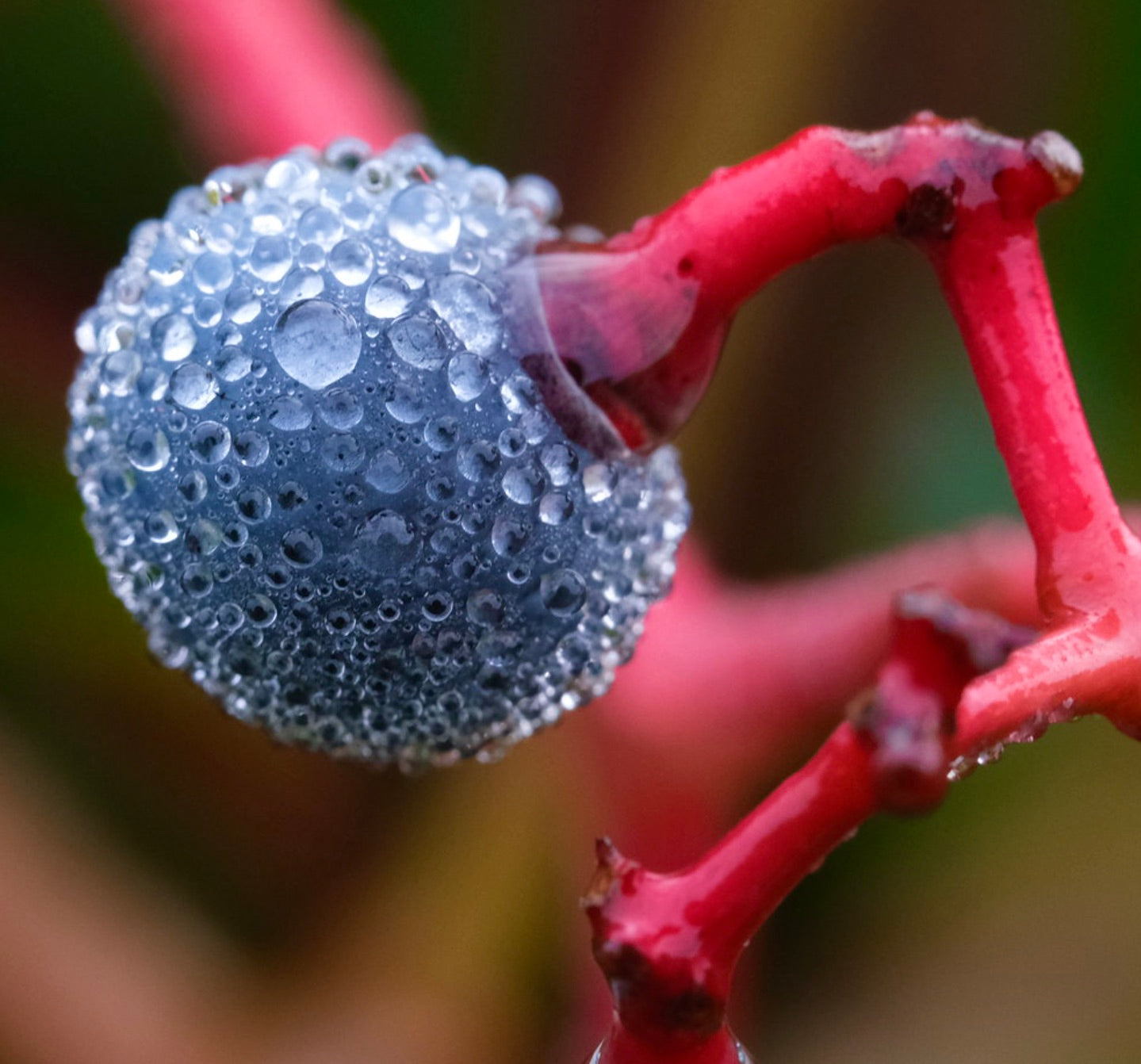 Nahaufnahme einer dunkelblauen Beere von Cornus sanguinea mit Wassertropfen an rotem Stiel