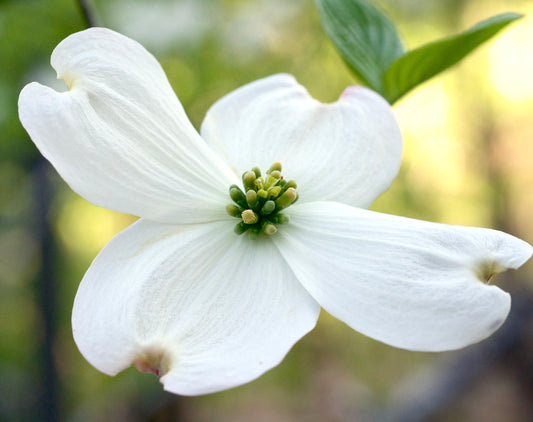 Cornus florida