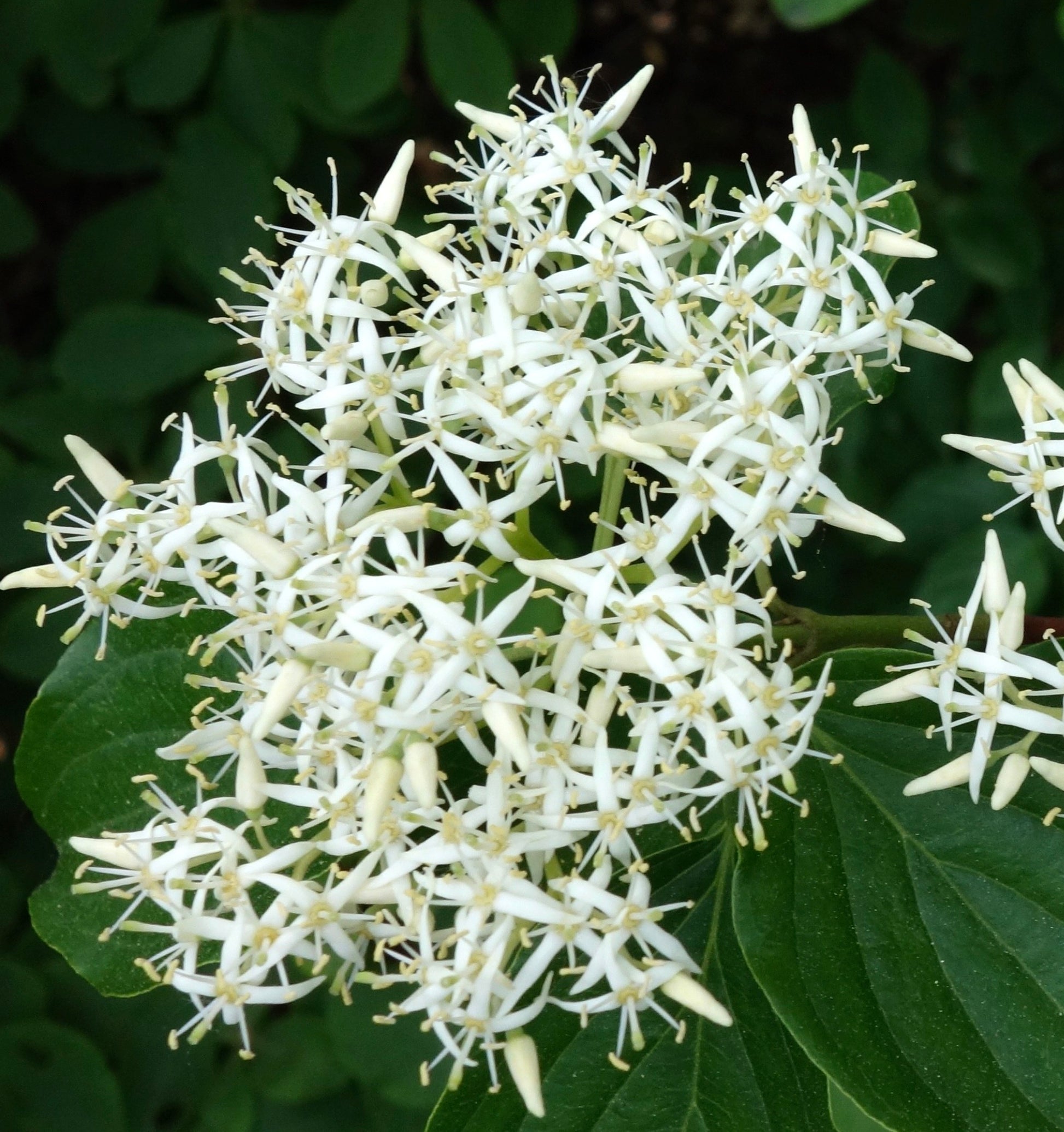 Cornus walteri cluster of delicate white star-shaped flowers with green leaves