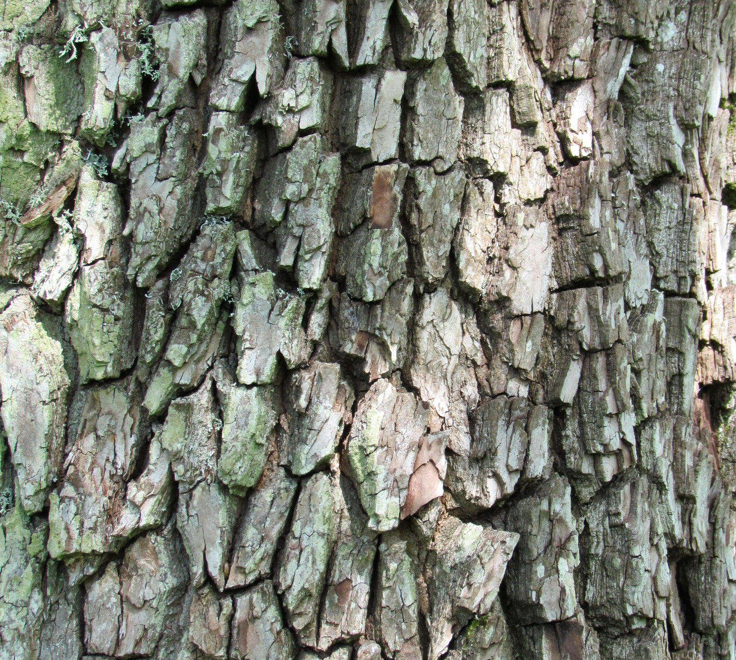 Cornus walteri rough textured bark with thick, deeply fissured grayish-brown plates
