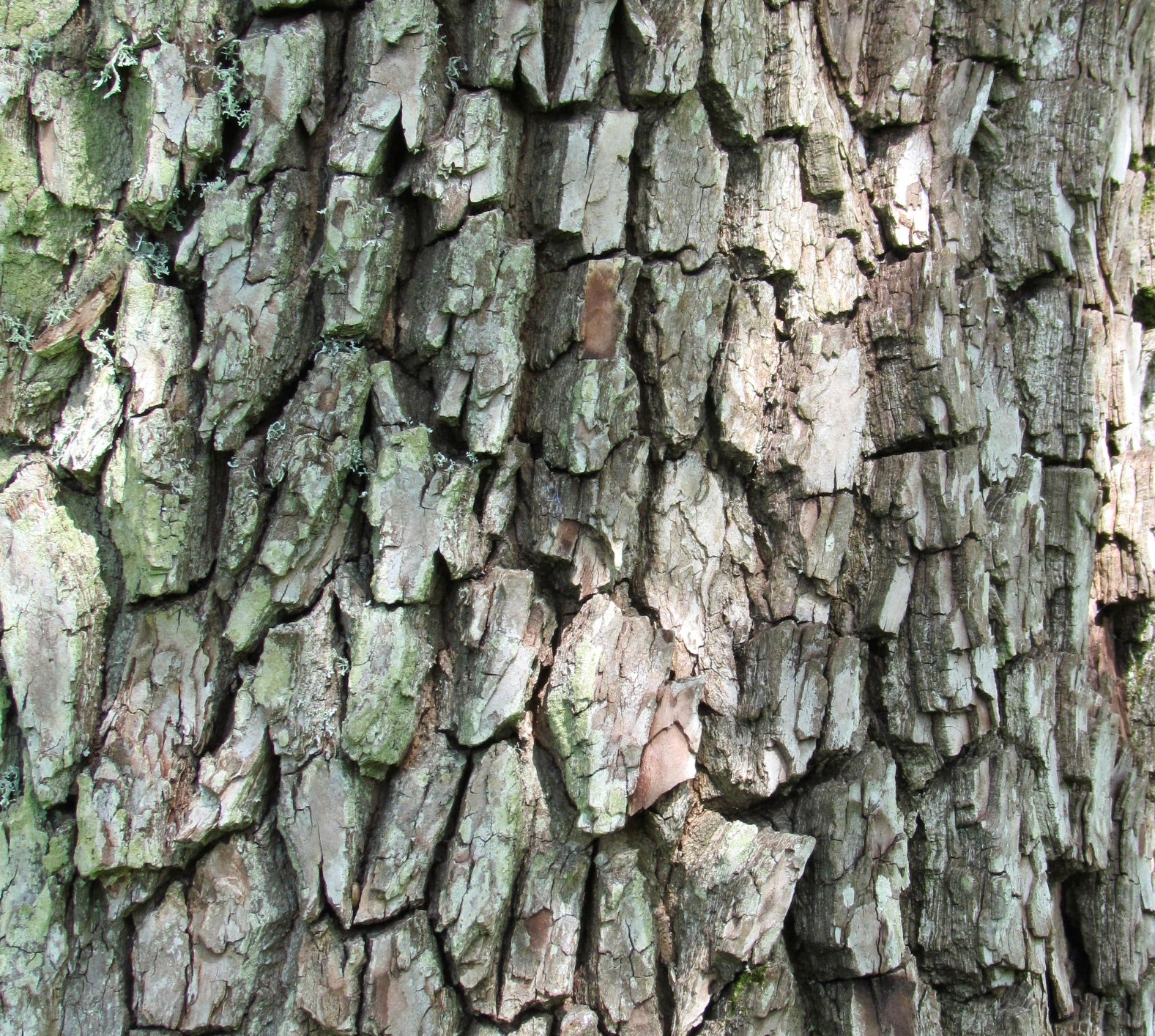 Cornus walteri rough textured bark with thick, deeply fissured grayish-brown plates