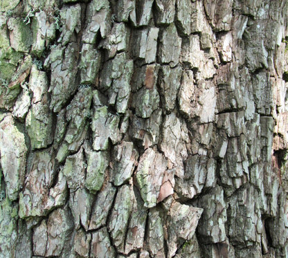 Cornus walteri rough textured bark with thick, deeply fissured grayish-brown plates