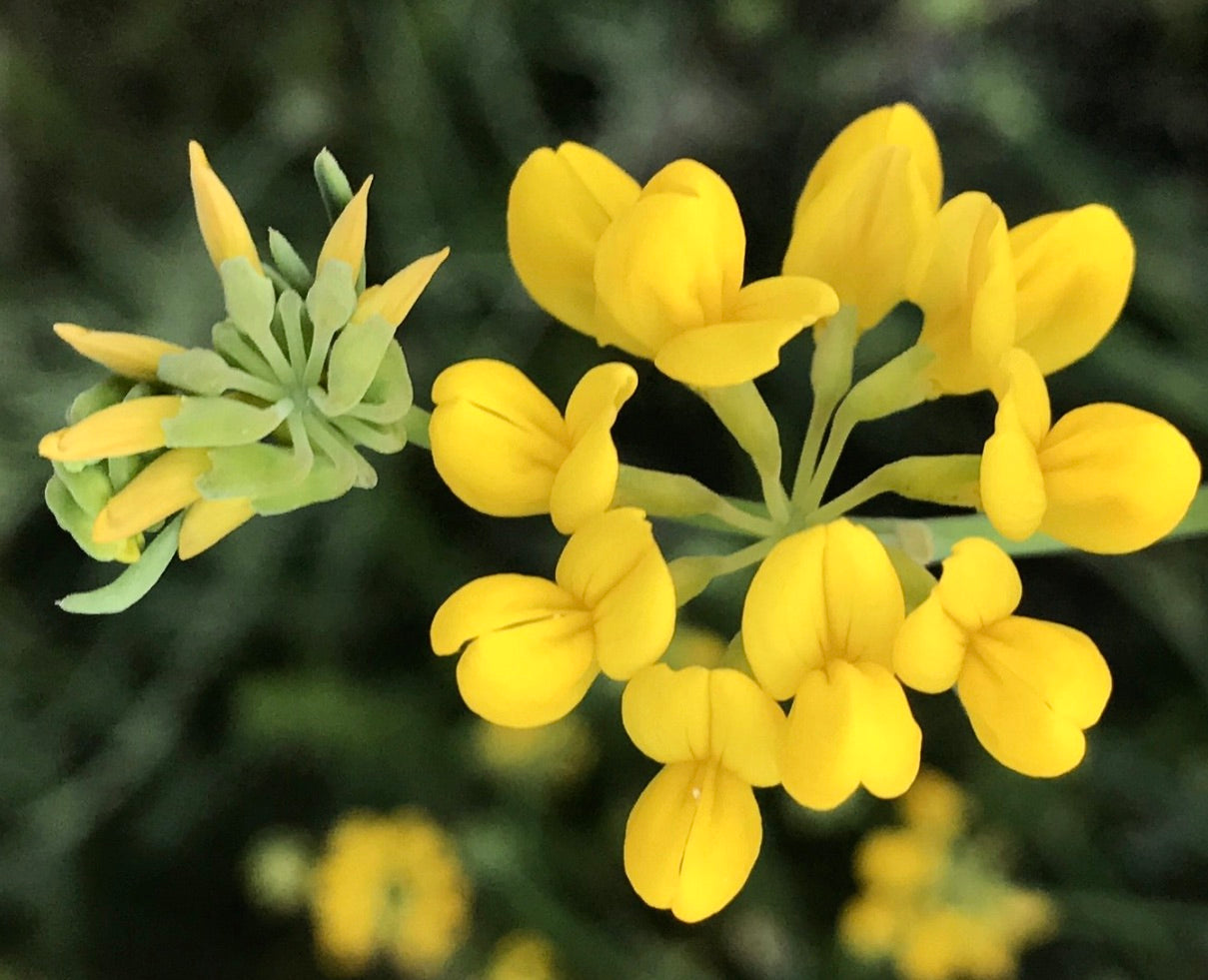 زهور مجموعة صفراء زاهية لكورونيلا جونكيا ذات سيقان خضراء رفيعة - صورة مقربة