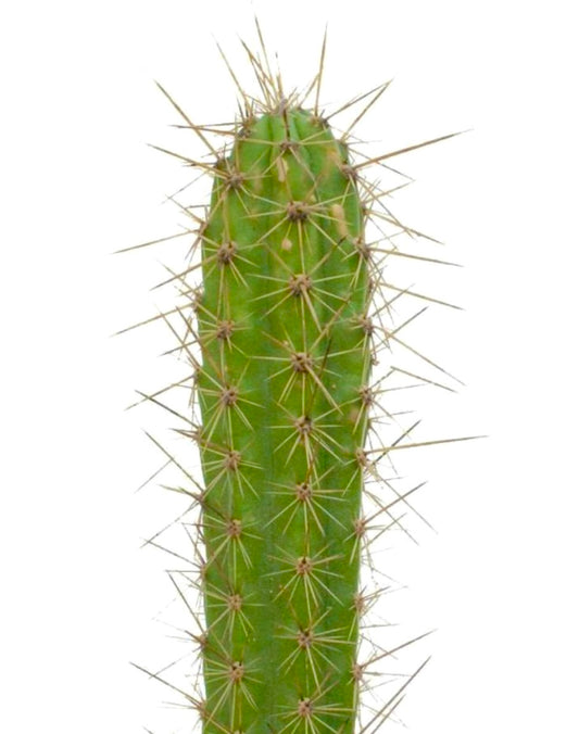 Corryocactus urmiriensis høyt grønt kaktus med lange skarpe gulaktige pigger nærbilde