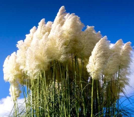 Cortaderia selloana tall ornamental grass with large fluffy white plumes against blue sky