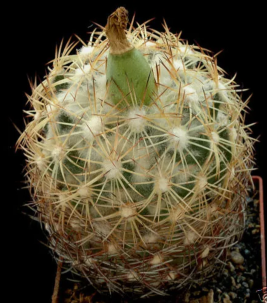 Coryphantha radians SEEDS