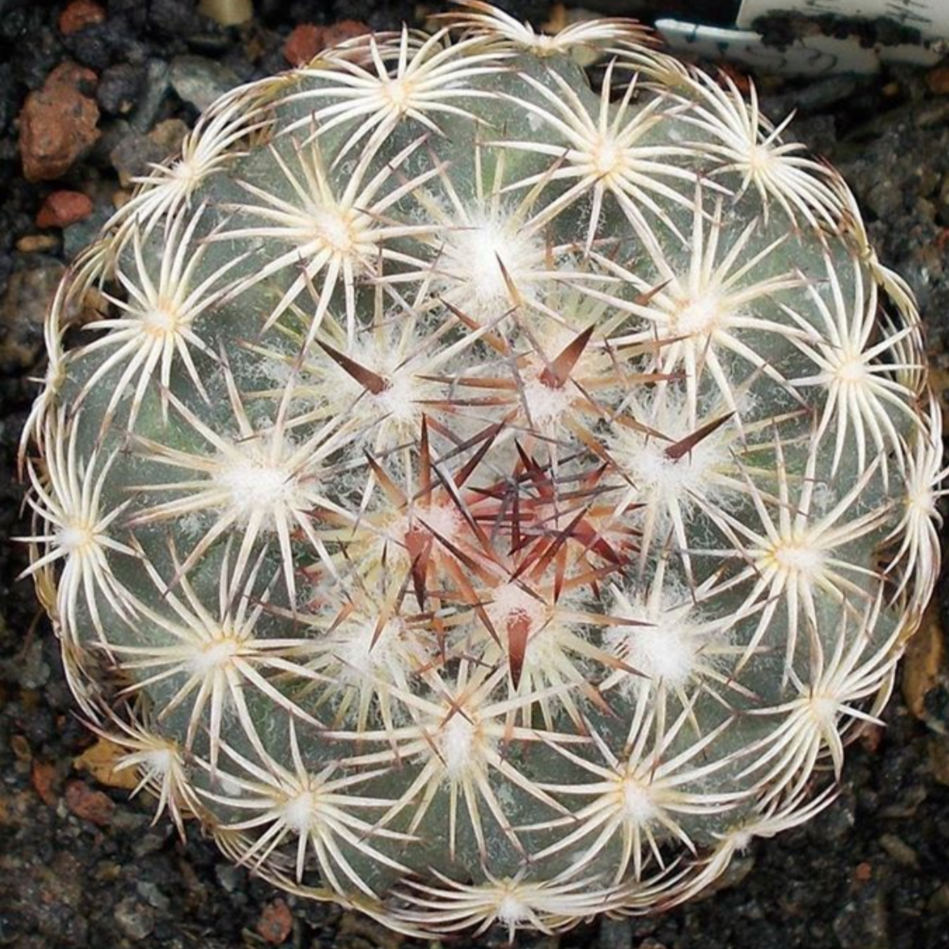 Coryphantha schwarziana SEEDS