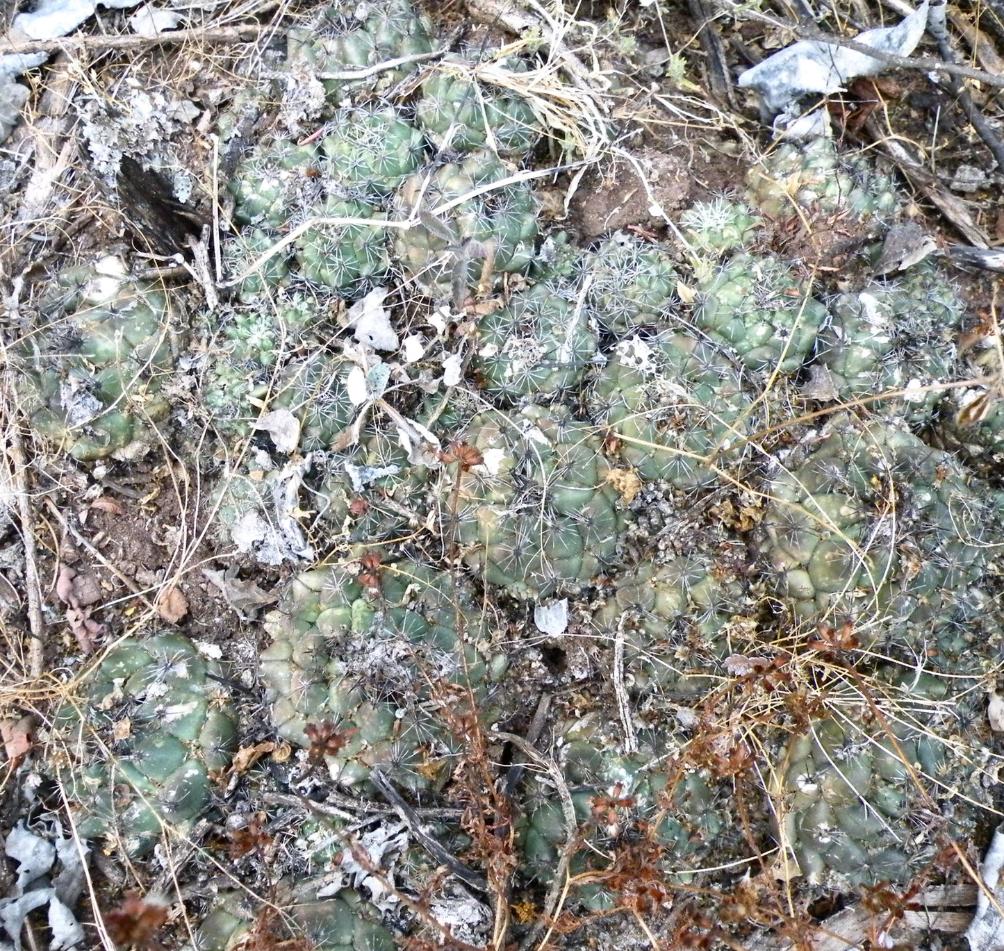 Coryphantha calipensis (south-east Tomellin, Oaxaca) SEEDS