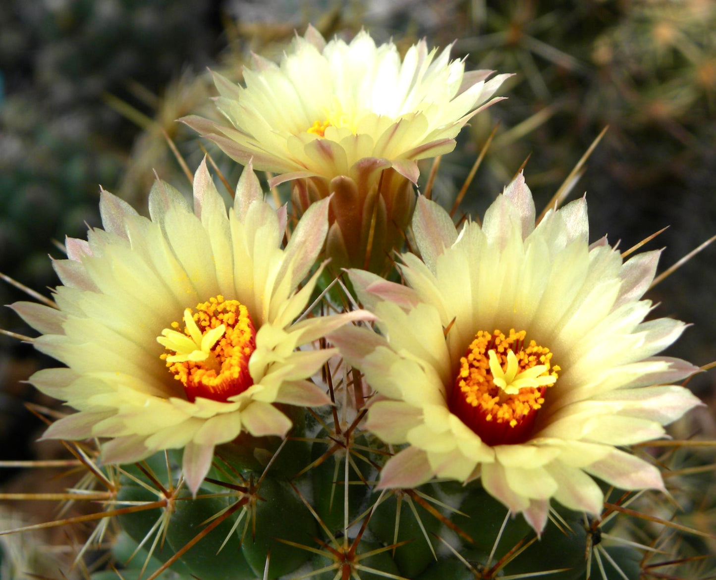 Coryphantha clava SEEDS